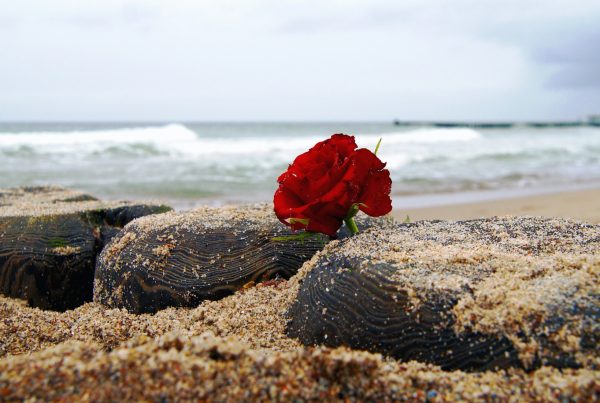 Flor rojo como simbolo de luto